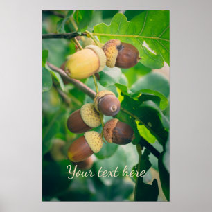 Oak branches with acorns poster