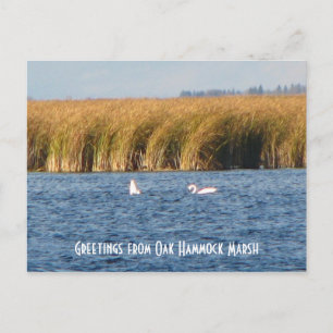 Oak Hammock Marsh Postcard