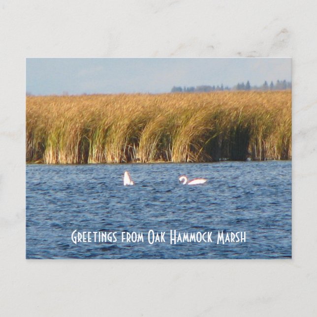 Oak Hammock Marsh Postcard (Front)