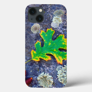 Oak Leaf and Acorns on a Lichen covered rock iPhone 13 Case