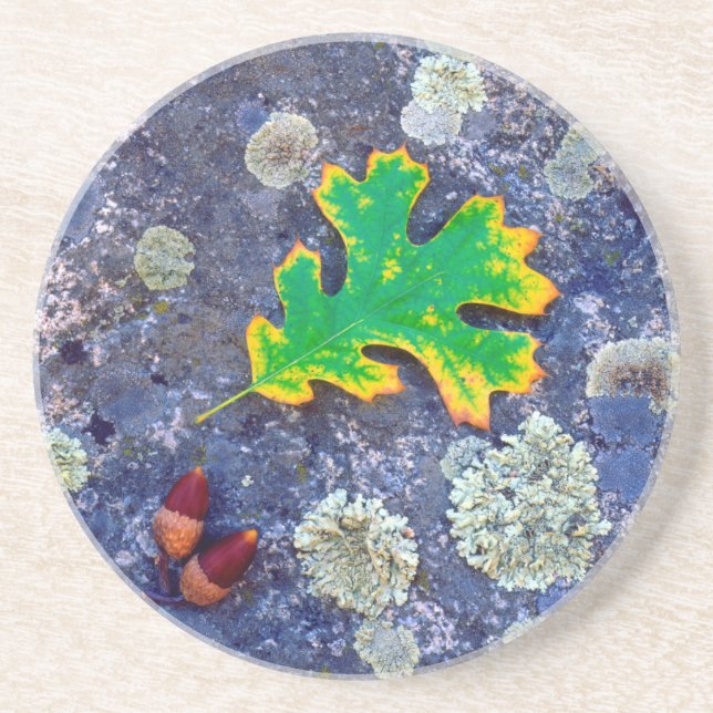 Oak Leaf and Acorns on a Lichen covered rock Coaster (Front)