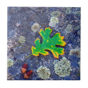 Oak Leaf and Acorns on a Lichen covered rock Tile