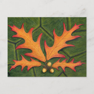 Oak Leaf Cluster Postcard