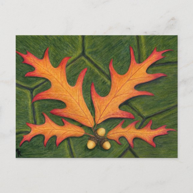 Oak Leaf Cluster Postcard (Front)