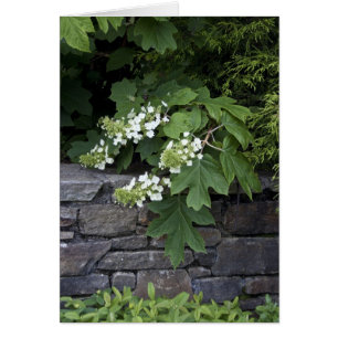 Oak Leaf Hydrangea and a Stone Wall