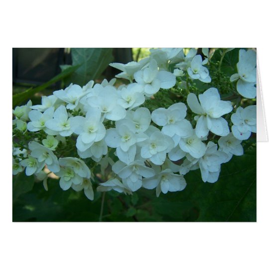 Oak Leaf Hydrangea Bloom Greeting Card