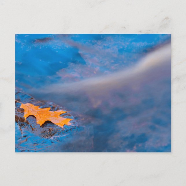 Oak leaf on rock in Rosseau River Postcard (Front)