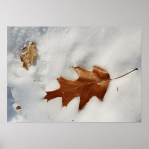 oak leaf on the snow poster