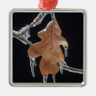 Oak Leaf with Ice Sickles After Ice Storm ; Metal Tree Decoration