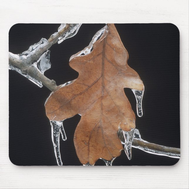 Oak Leaf with Ice Sickles After Ice Storm ; Mouse Mat (Front)