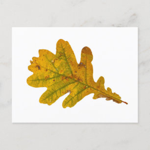oak leaves in autumn postcard