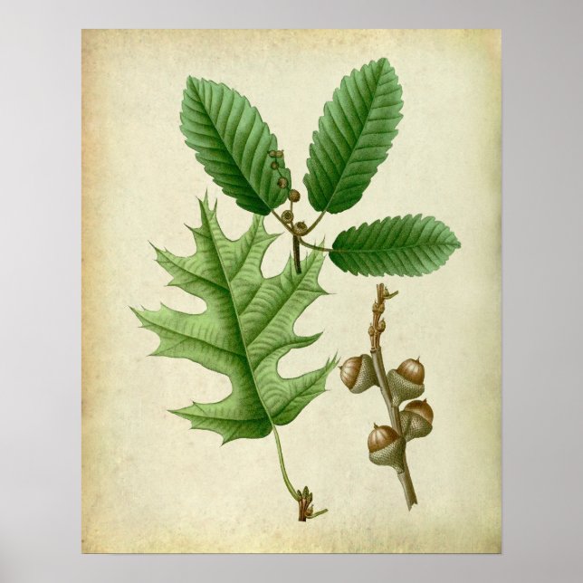 Oak Leaves no.6 Farmhouse Living Room Art Poster (Front)