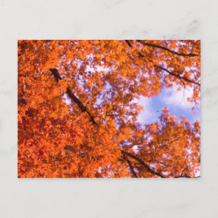 Oak leaves with blue sky postcard