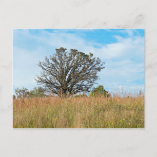 Oak Tree and Tall Grass Prairie Postcard
