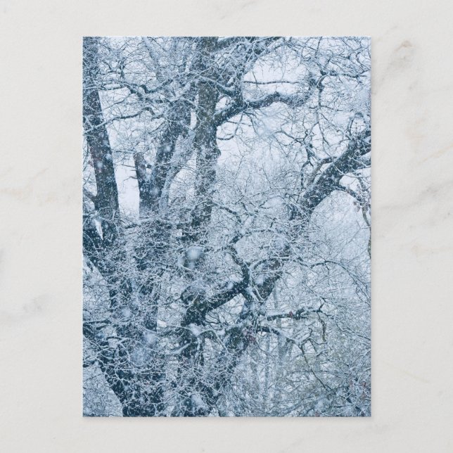 Oak Tree in Snow Postcard (Front)
