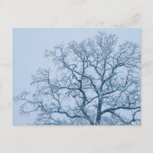 Oak Tree in Snow Postcard