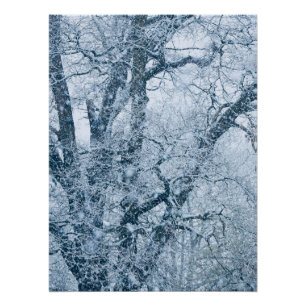 Oak Tree in Snow Poster