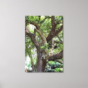 Oak Tree In The Park 7659 Jacksonville, Florida Canvas Print