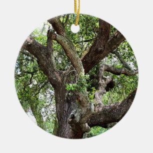 Oak Tree In The Park 7659 Jacksonville, Florida Ceramic Tree Decoration