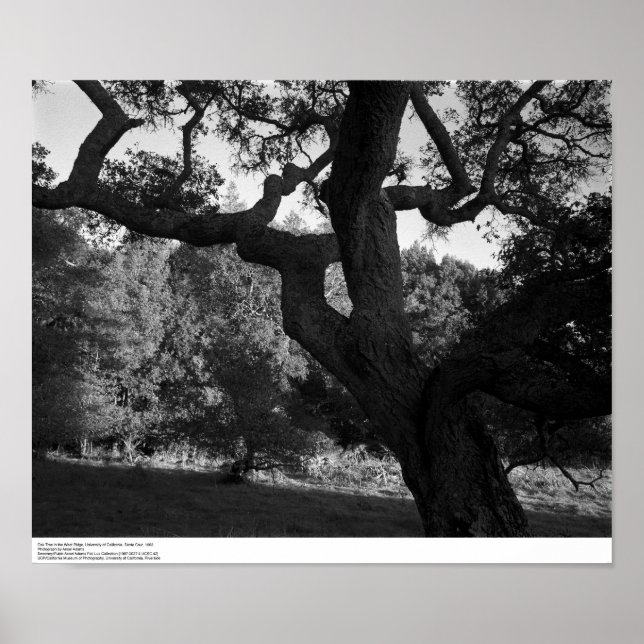 Oak Tree in the West Ridge, UC Santa Cruz, 1963 Poster (Front)