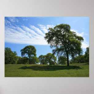 Oak Tree & Meadow Landscape Photo Poster