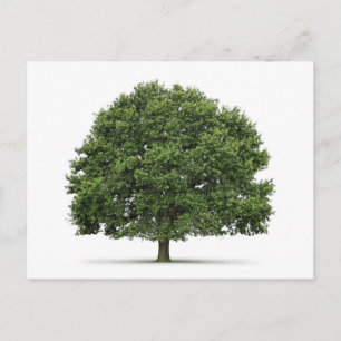 Oak Tree Postcard