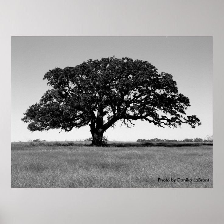 Oak Tree Poster | Zazzle