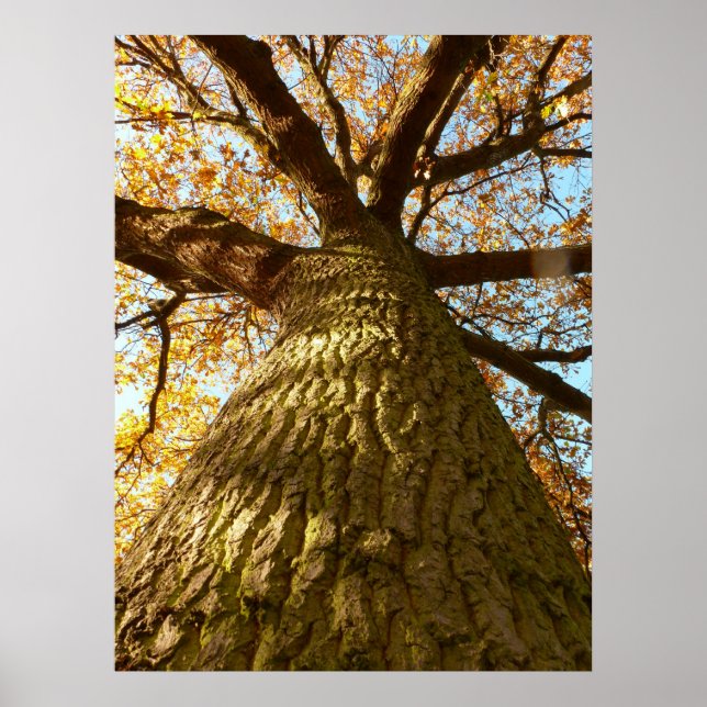 Oak Tree Poster (Front)