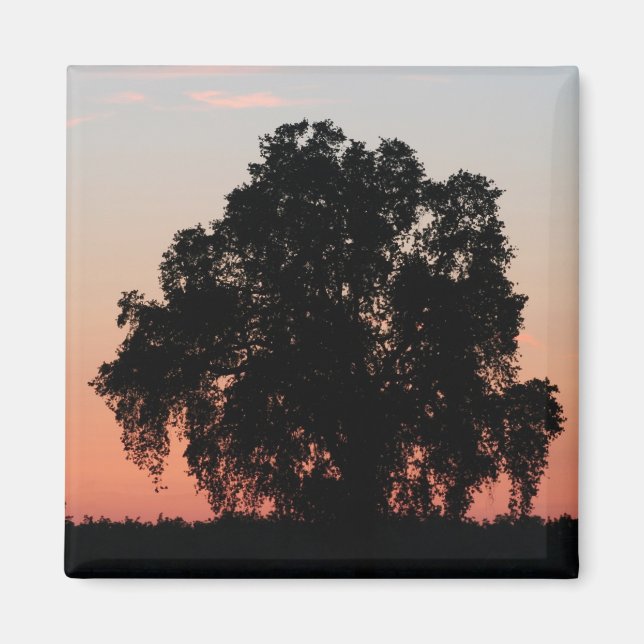 Oak Tree Silhouette at Nightfall Magnet (Front)