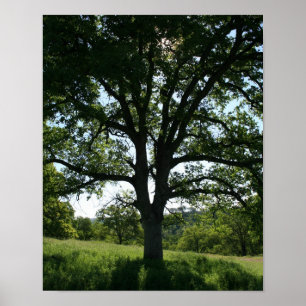 Oak Tree, Spring Meadow, Portrait Poster