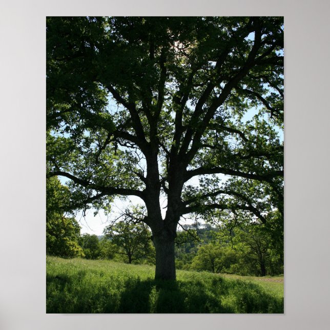 Oak Tree, Spring Meadow, Portrait Poster (Front)