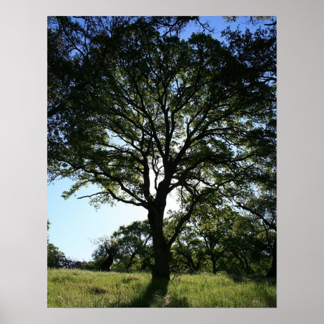 Oak Tree, Spring Poster (Front)