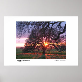 Oak Tree Sunset - Photo of the Year Finalist Poster