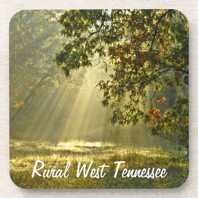 Oak Tree with Morning Sunbeams Coaster (Front)