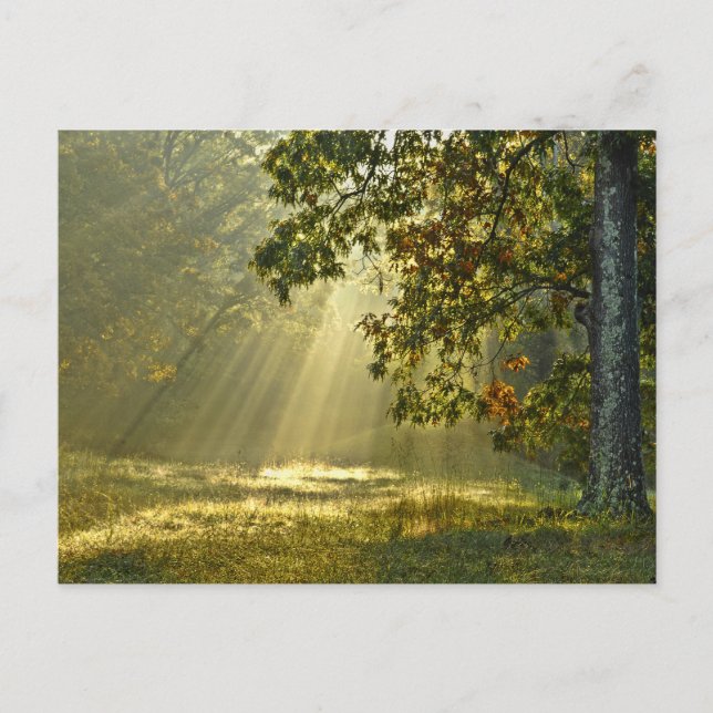 Oak Tree with Morning Sunbeams Postcard (Front)