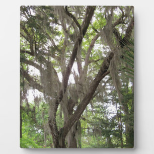 oak tree with Spanish moss waving in the branches Plaque