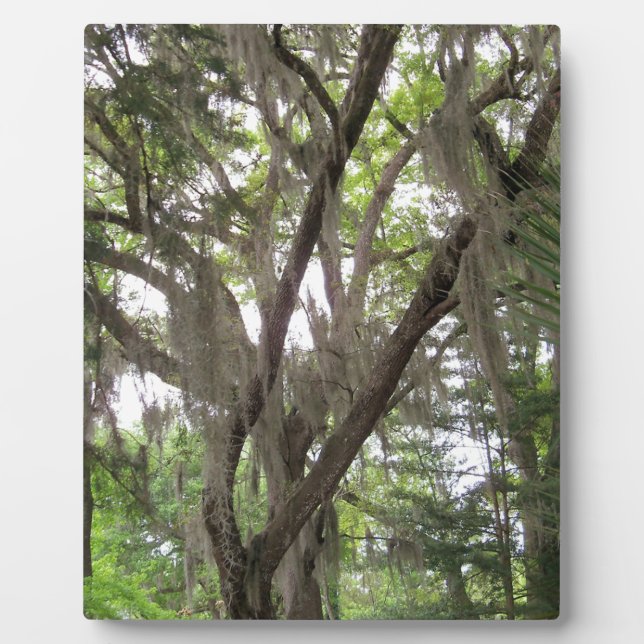 oak tree with Spanish moss waving in the branches Plaque (Front)