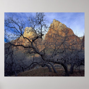 Oak trees in winter, Court of the Patriarchs Poster