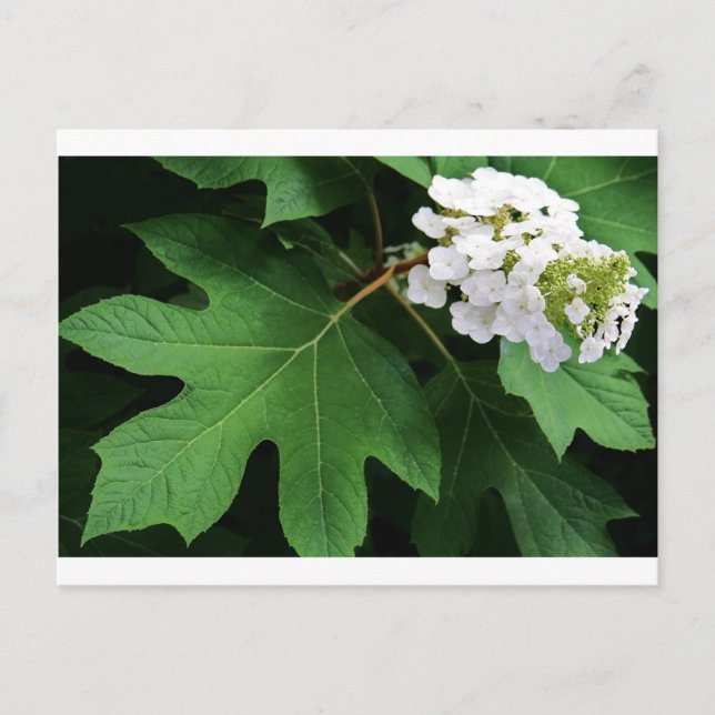 "oakleaf hydrangea" by Coressel Productions Postcard (Front)