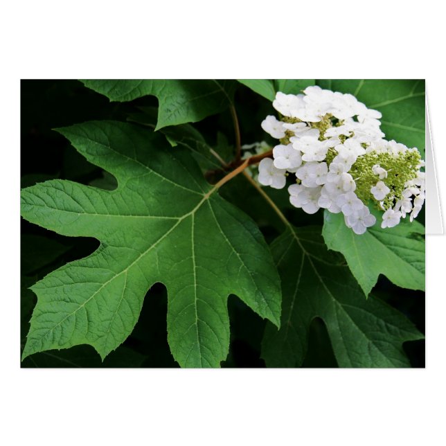 "oakleaf hydrangea" by Larry Coressel (Front Horizontal)