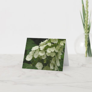 Oakleaf hydrangea (Hydrangea quercifolia) card