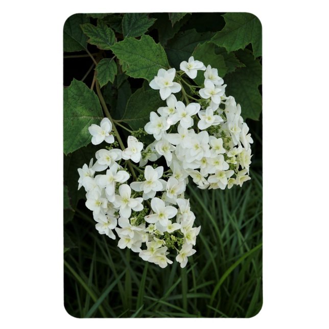 Oakleaf Hydrangea Magnet (Vertical)