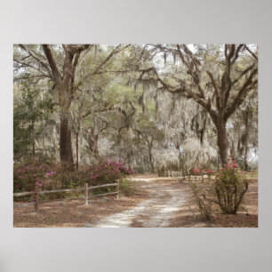 Oaks and Spanish Moss Poster