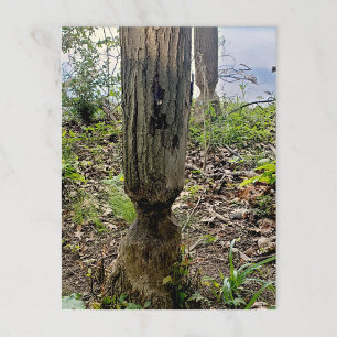 Oakwoods Metropark Beaver Trail Postcard