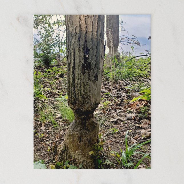 Oakwoods Metropark Beaver Trail Postcard (Creator Uploaded)