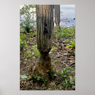 Oakwoods Metropark Beaver Trail Poster