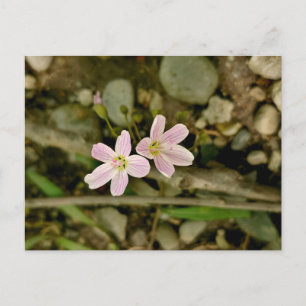 Oakwoods Metropark Springbeauty Postcard