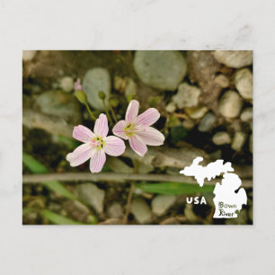 Oakwoods Metropark Springbeauty with Logo Postcard