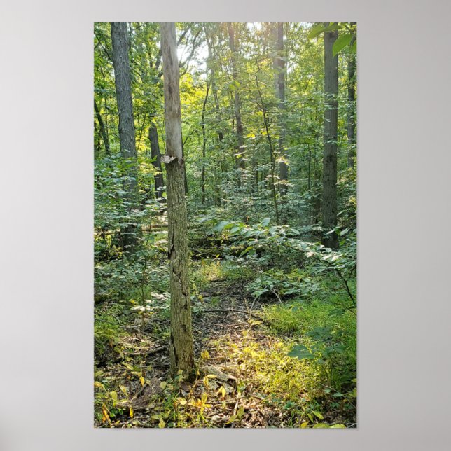 Oakwoods Metropark Trail Poster Summer Forest (Front)