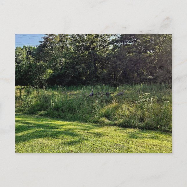 Oakwoods Metropark Turkey Path Postcard (Front)